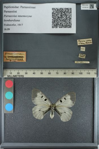 Media type: image;   Entomology 180143